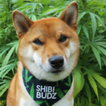 shiba budz